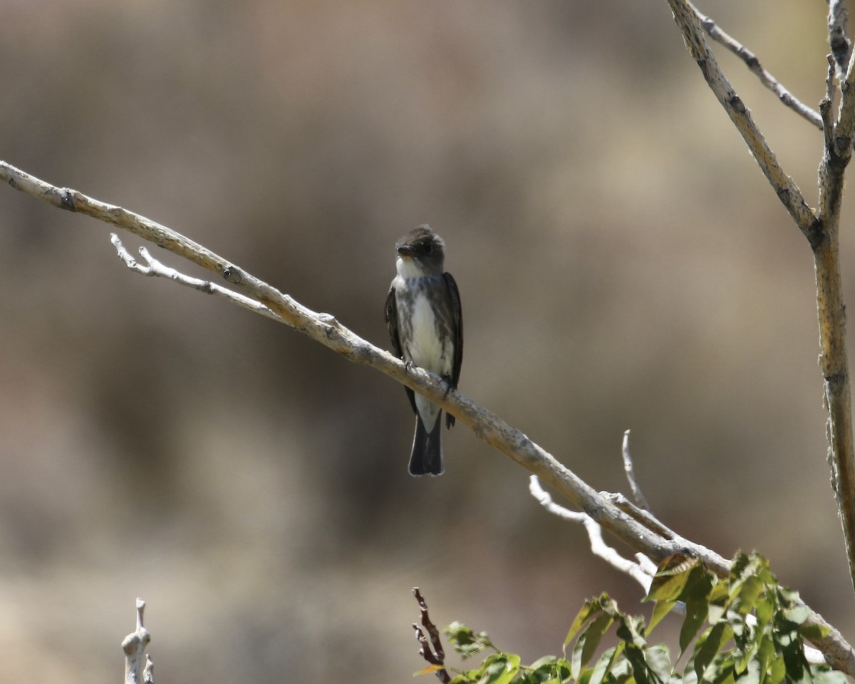 Olive-sided Flycatcher - ML335088381