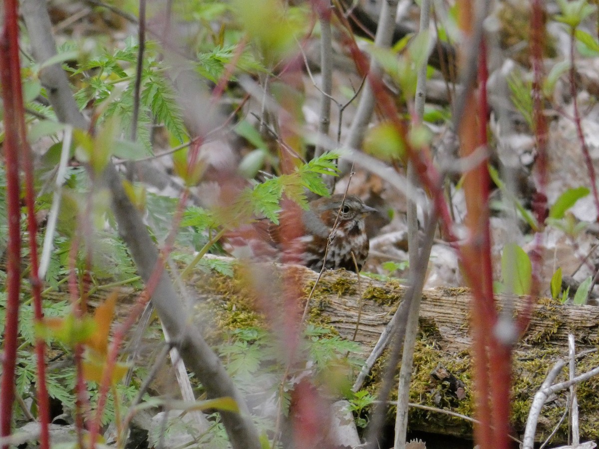 Fox Sparrow - ML335088451