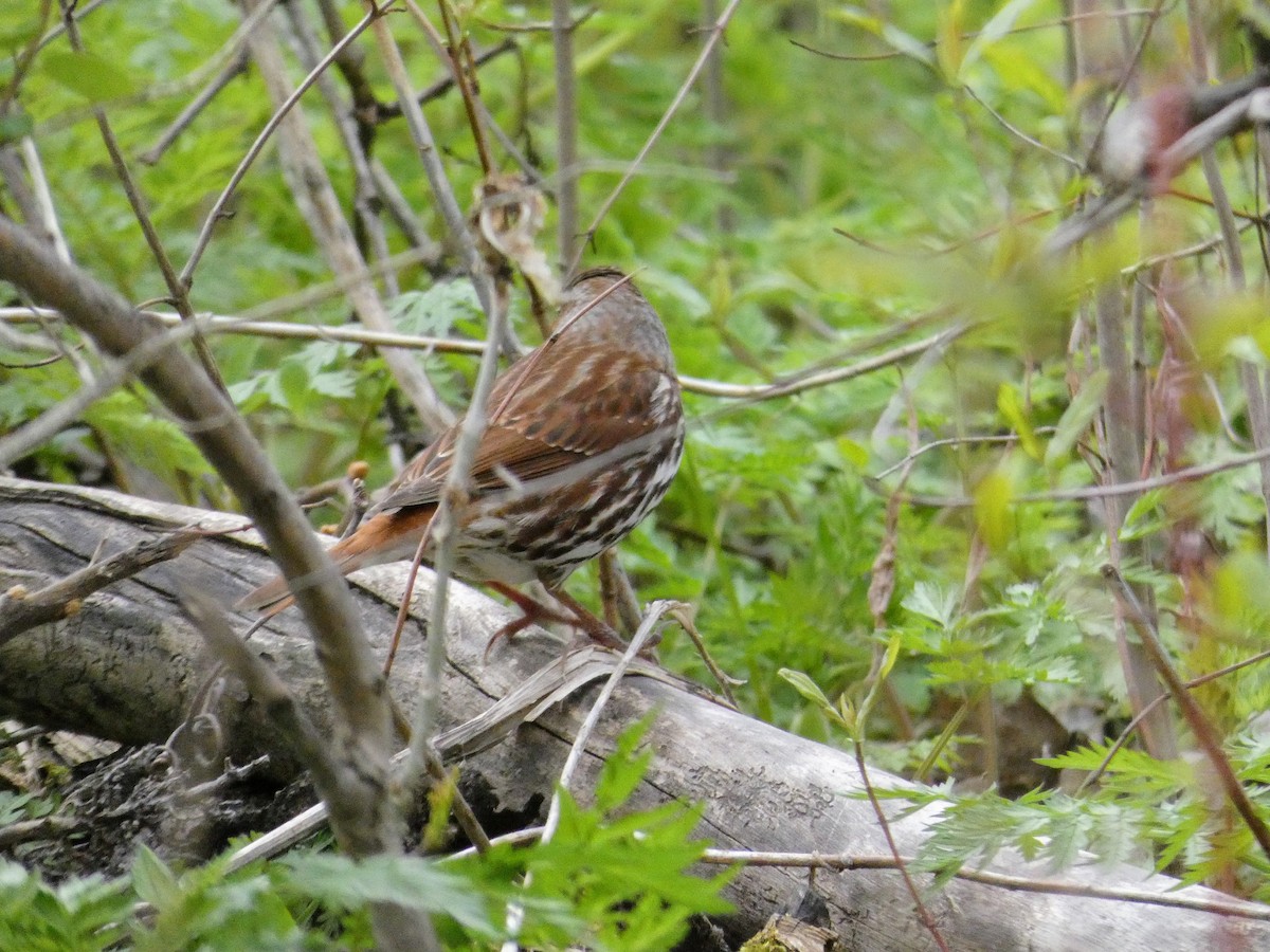 Fox Sparrow - ML335088481