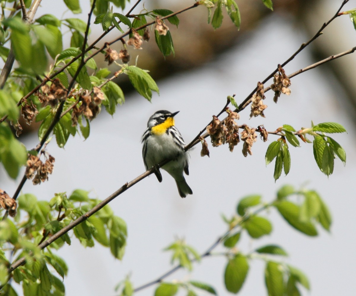 Yellow-throated Warbler - ML335088731
