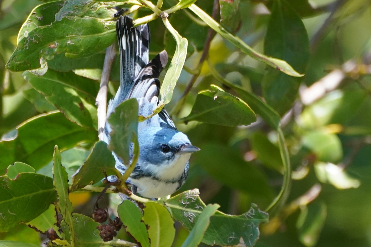 Cerulean Warbler - ML335088771