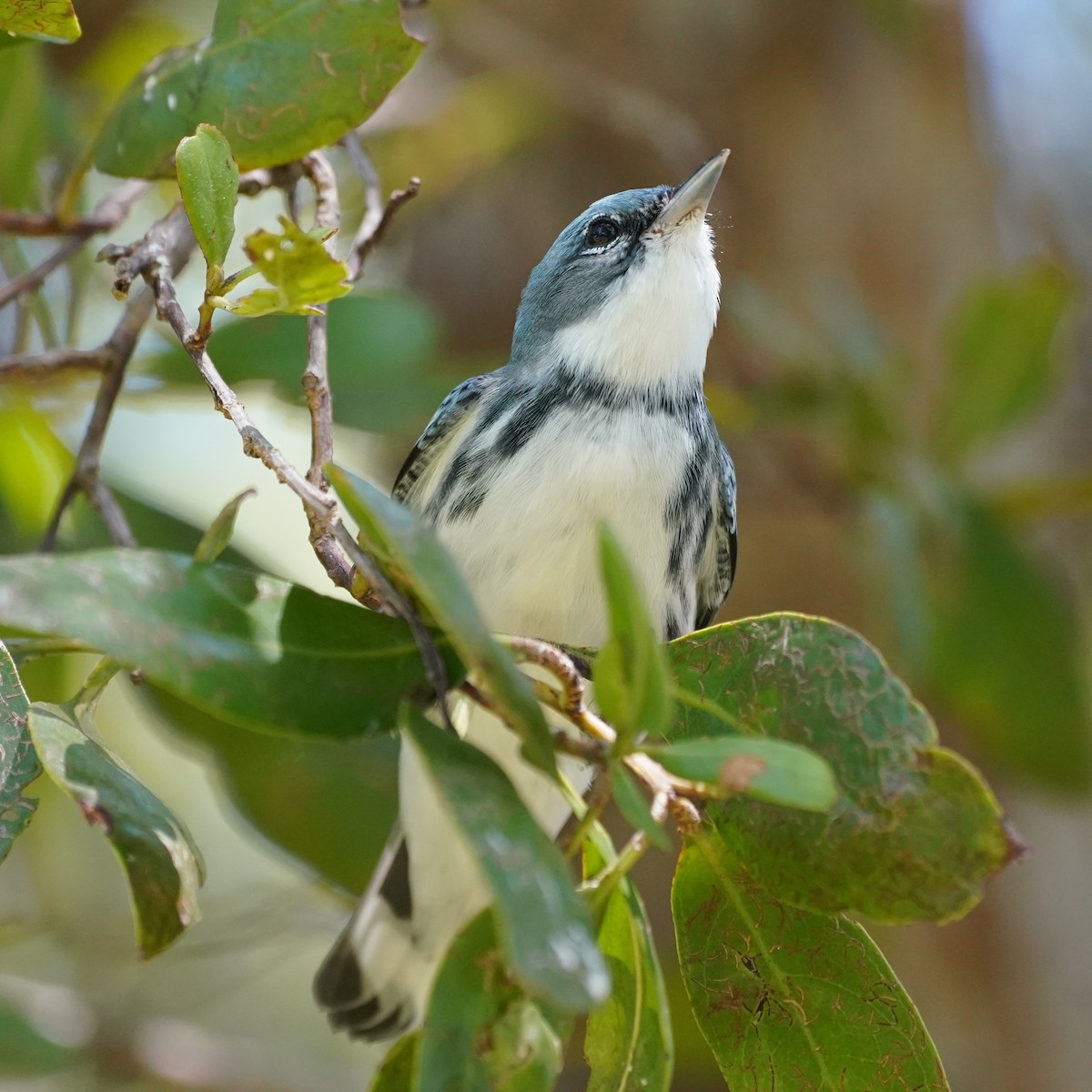Cerulean Warbler - ML335088791