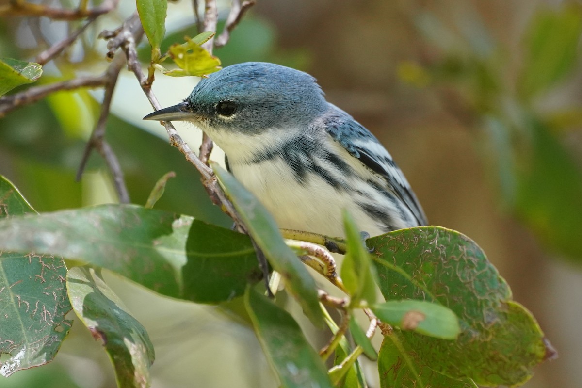 Cerulean Warbler - ML335088801
