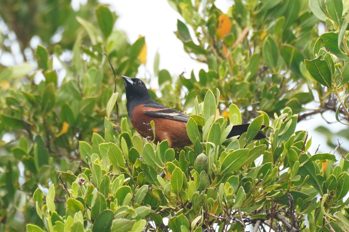 Orchard Oriole - ML335089281