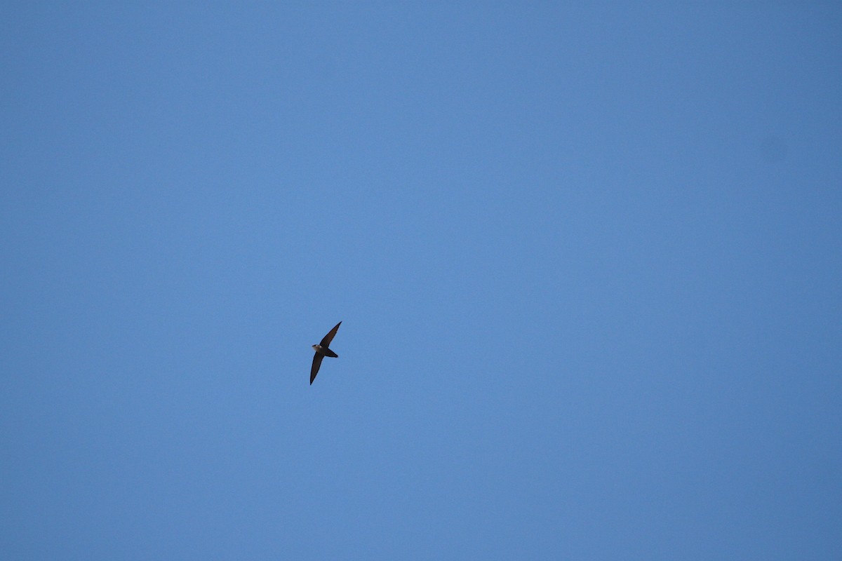 Chimney Swift - Joseph Malott