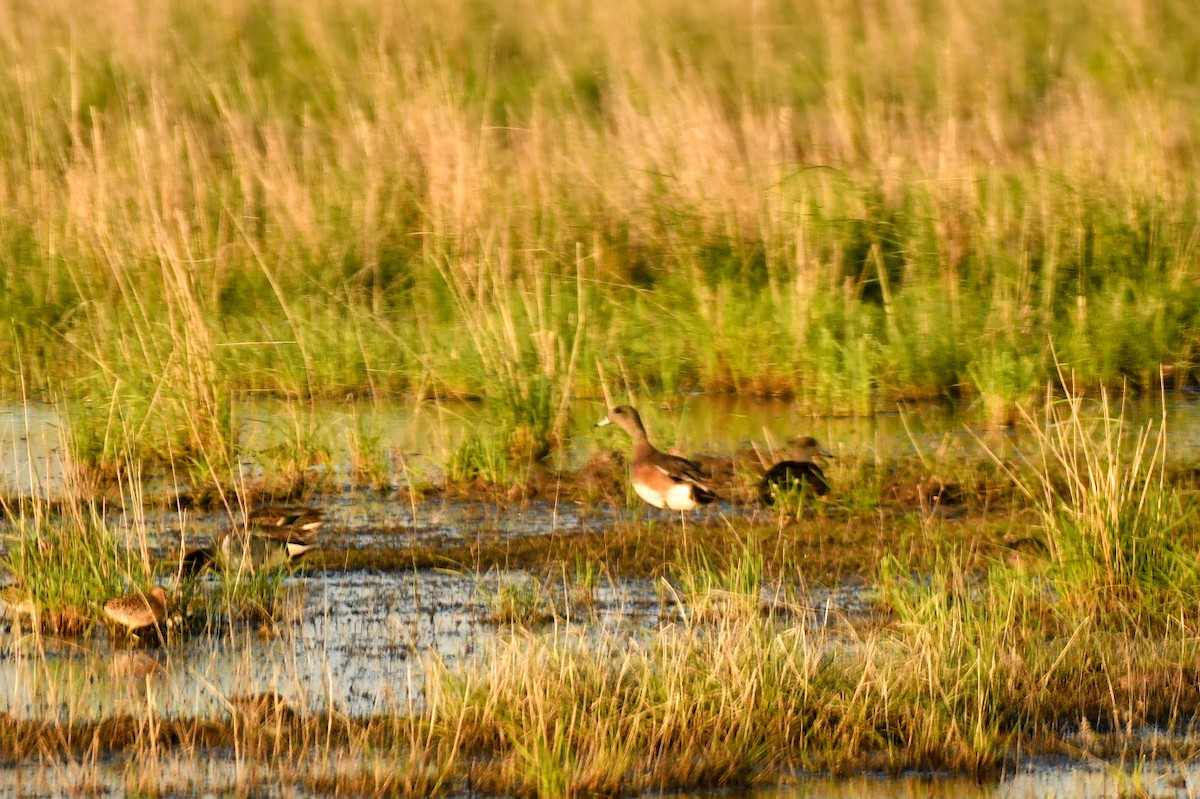 American Wigeon - Justin Rice