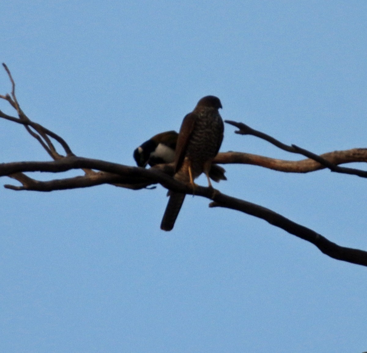 Collared Sparrowhawk - ML335092331