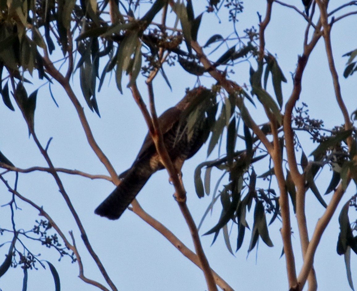Collared Sparrowhawk - ML335092371