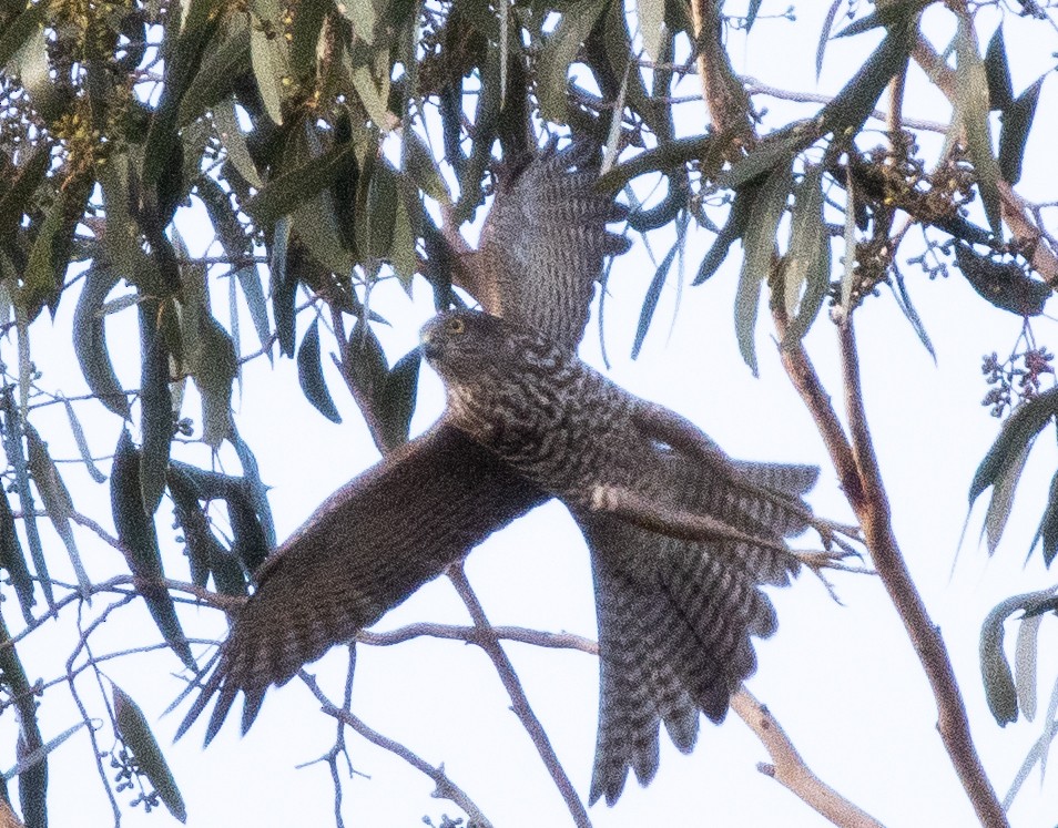 Collared Sparrowhawk - Pat and Denise Feehan