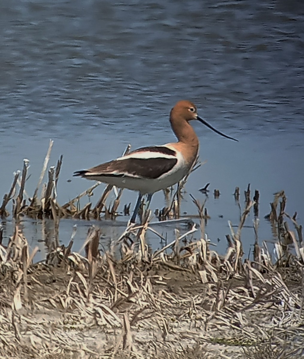 Avoceta Americana - ML335092801