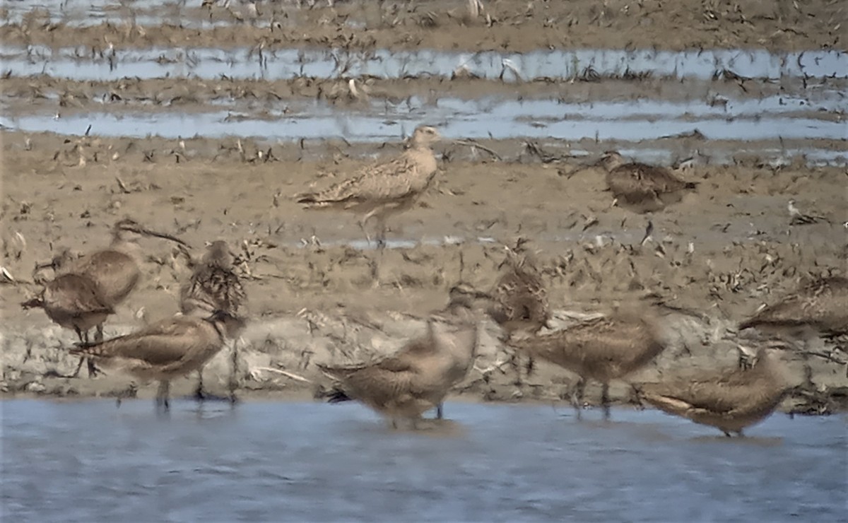 Long-billed Curlew - ML335093051