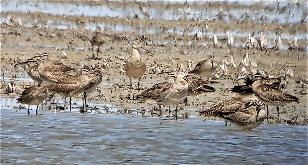 Long-billed Curlew - ML335093091