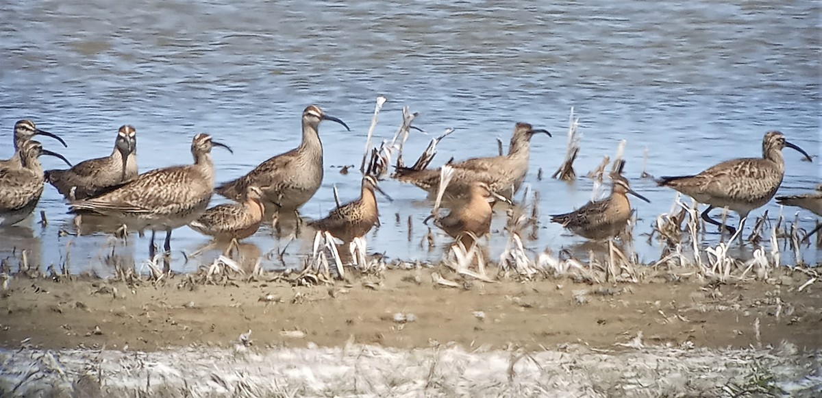 Long-billed Dowitcher - ML335093421