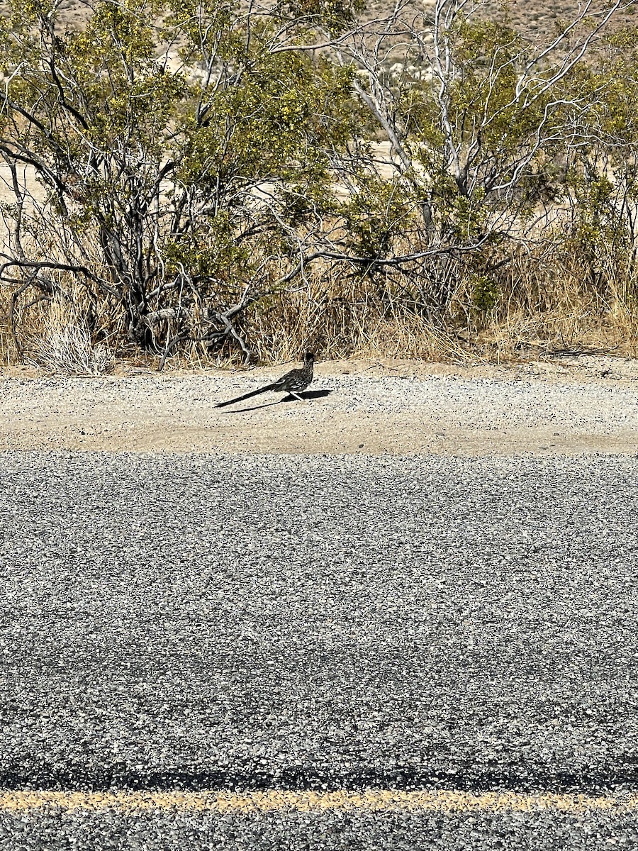 Greater Roadrunner - ML335093591