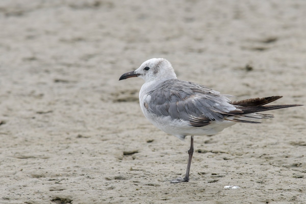 Laughing Gull - Mike Stewart