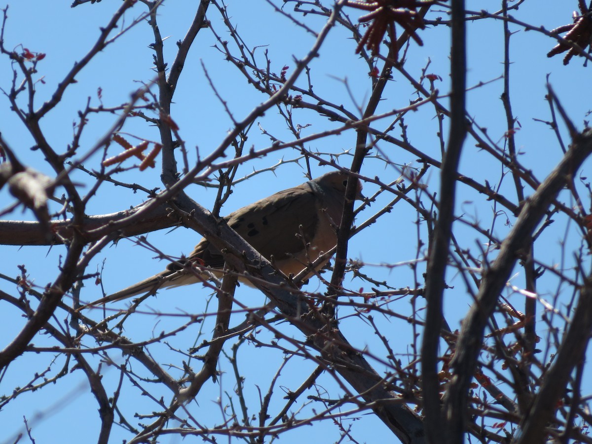 Mourning Dove - ML335095791