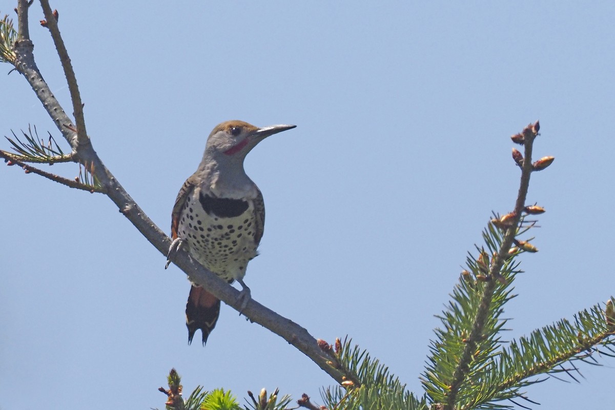 Northern Flicker - Donna Pomeroy