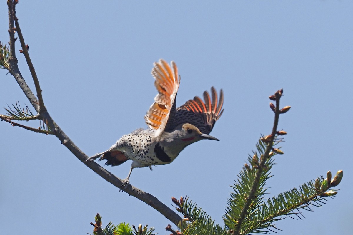 Northern Flicker - ML335095971