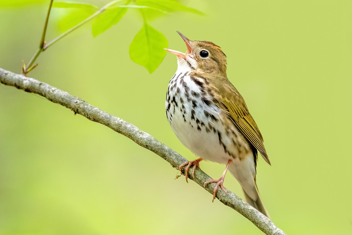 Ovenbird - Brad Imhoff