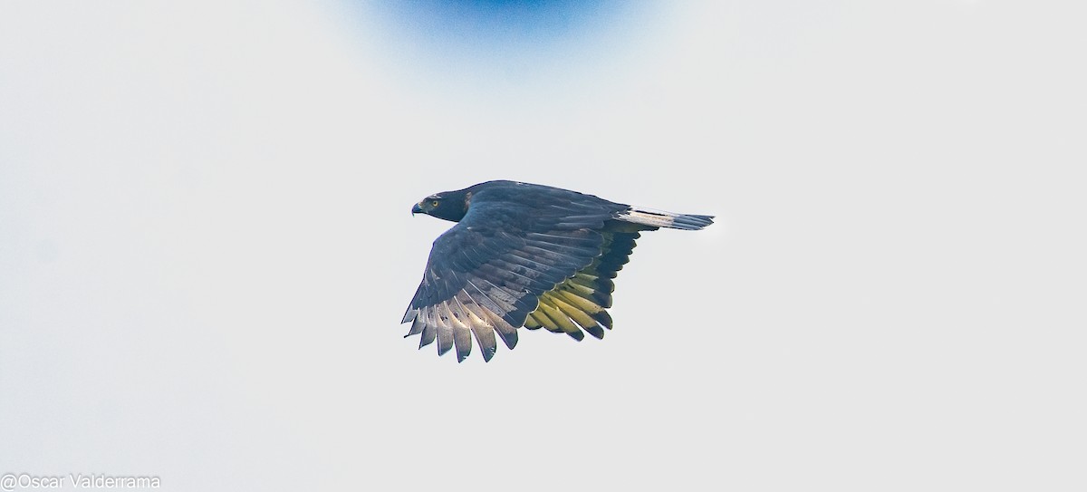 Black-and-chestnut Eagle - ML335096741