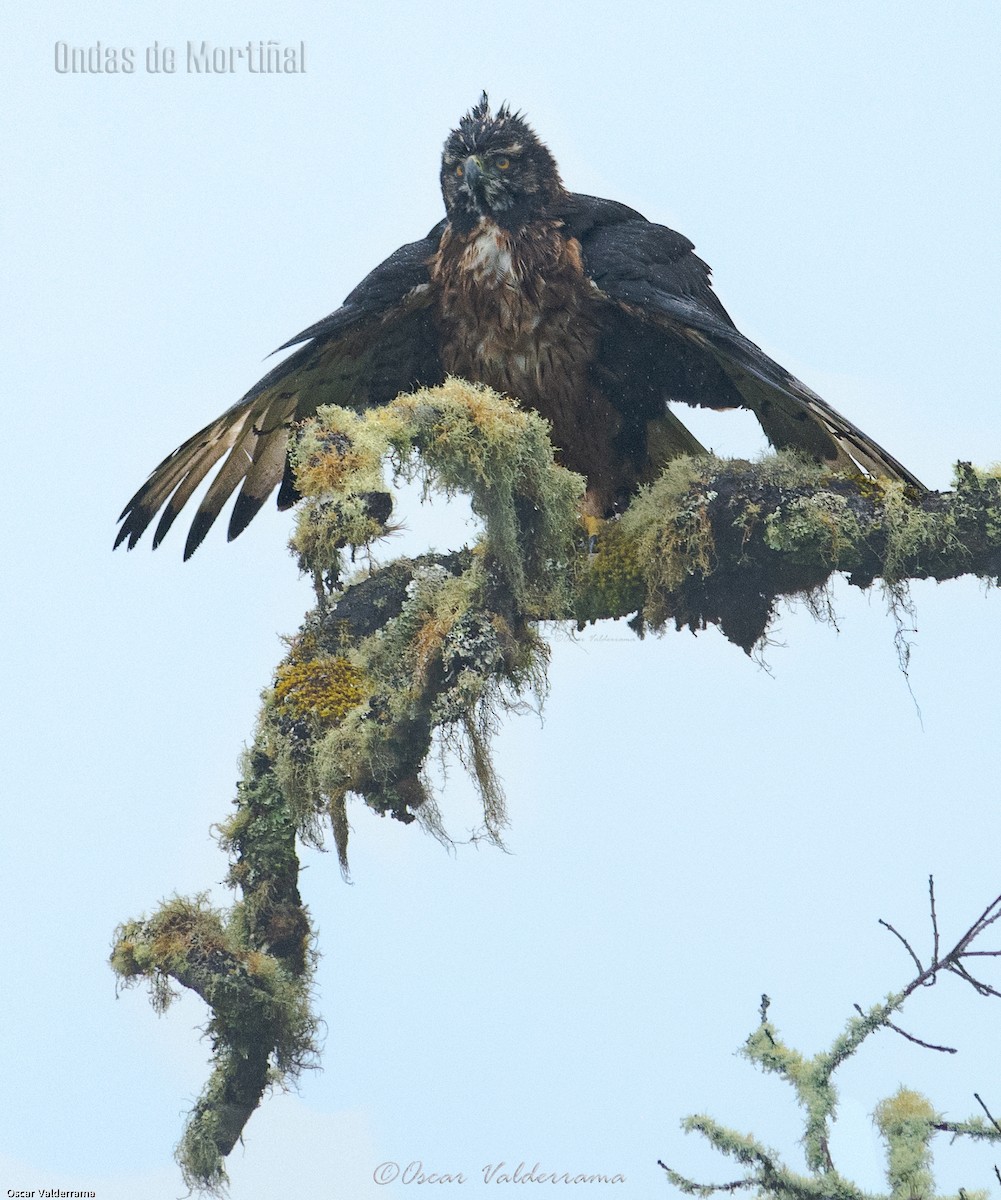 Black-and-chestnut Eagle - Oscar Valderrama La Rana