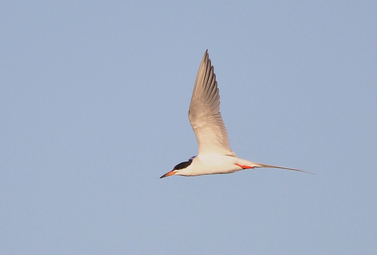 Forster's Tern - ML335097451