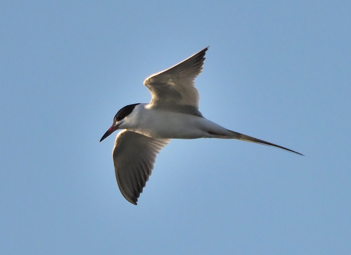 Forster's Tern - ML335097471