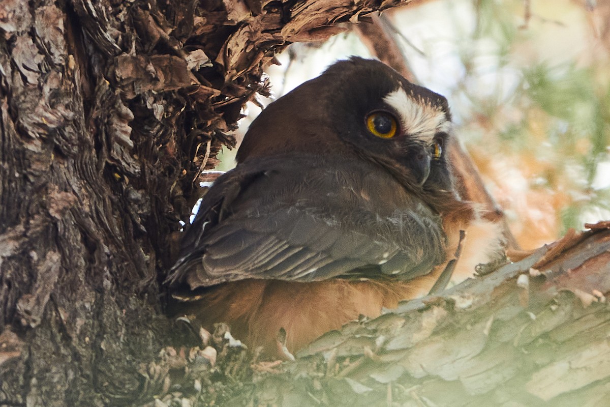 Northern Saw-whet Owl - ML335098091