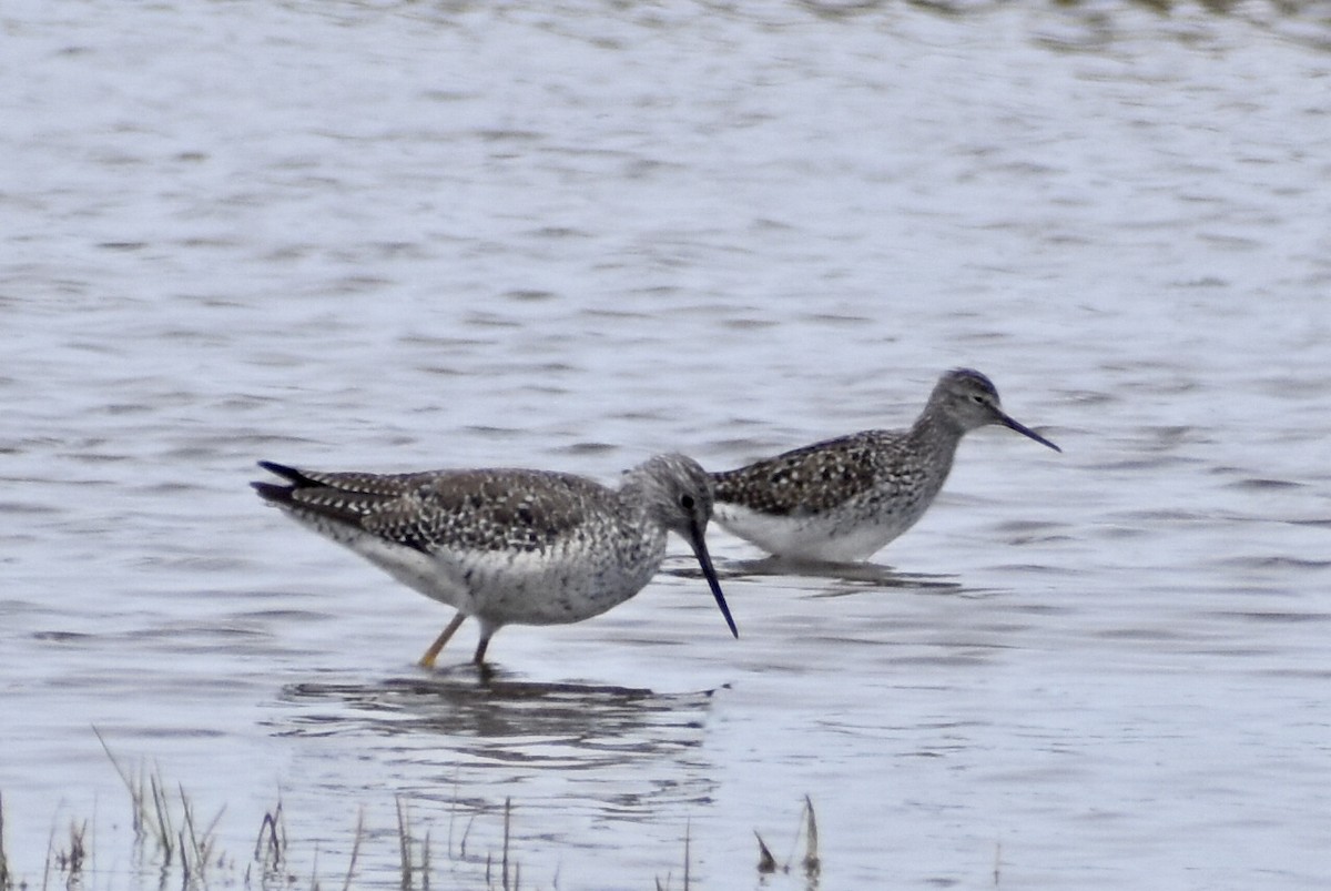 Lesser Yellowlegs - ML335098461