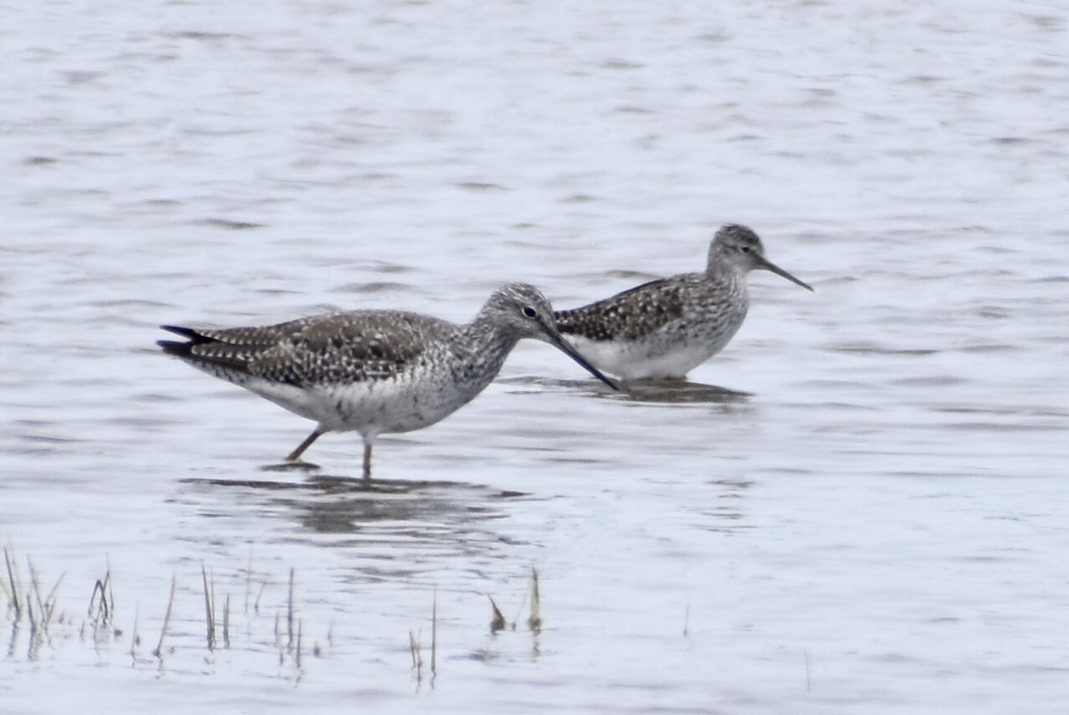 Lesser Yellowlegs - ML335098471