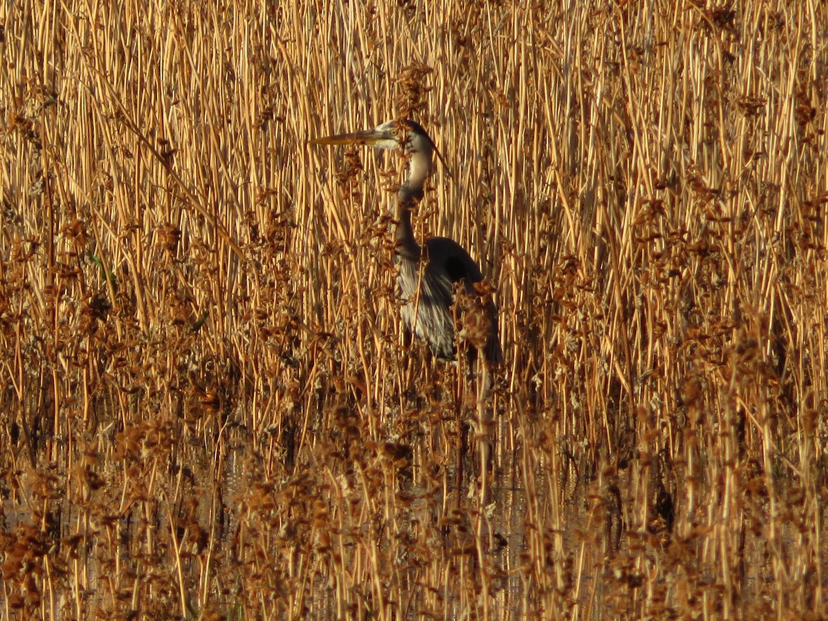 Great Blue Heron - ML335099371