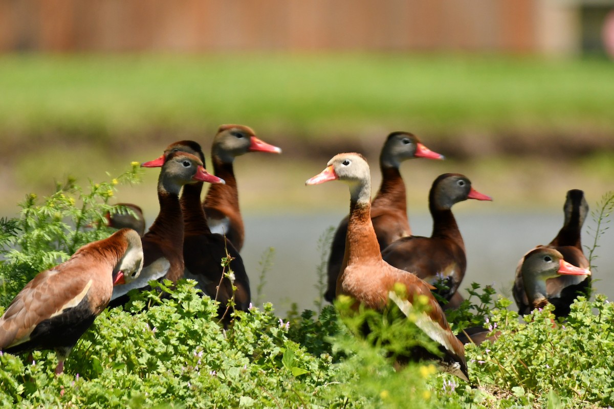 Black-bellied Whistling-Duck - Justin Rice