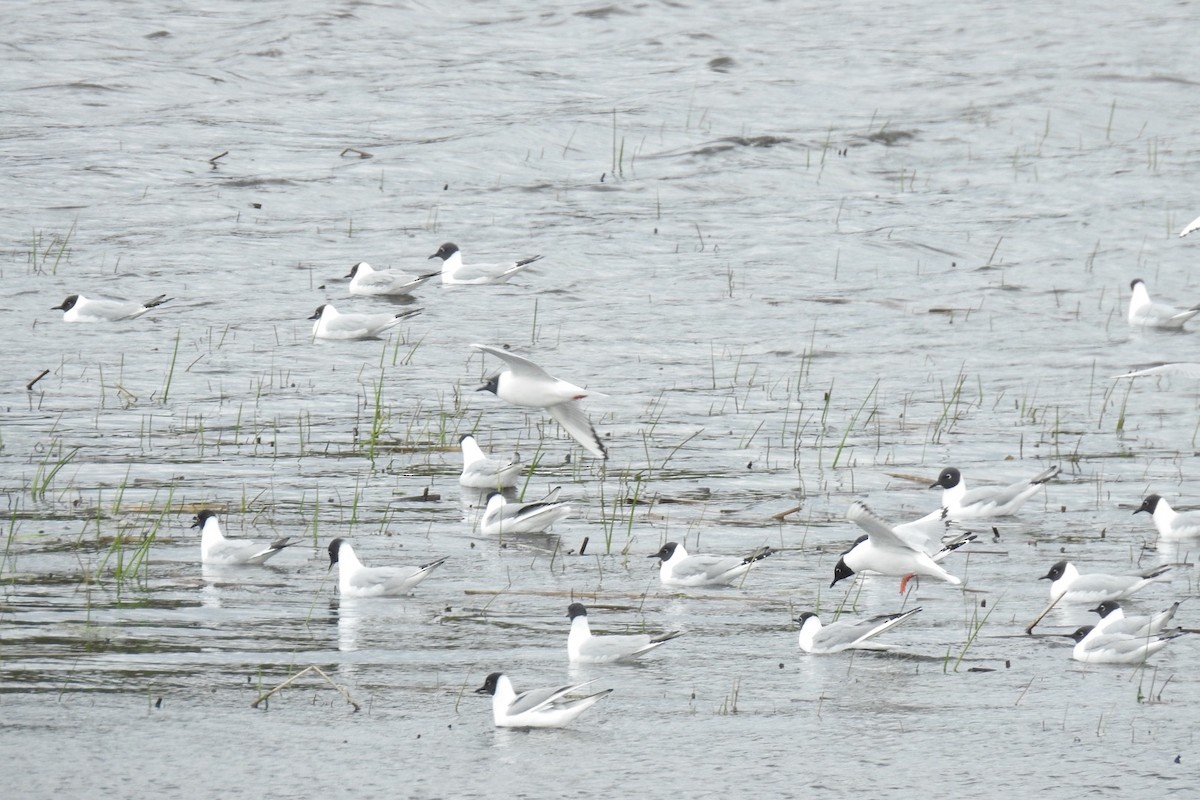 Mouette de Bonaparte - ML335103711