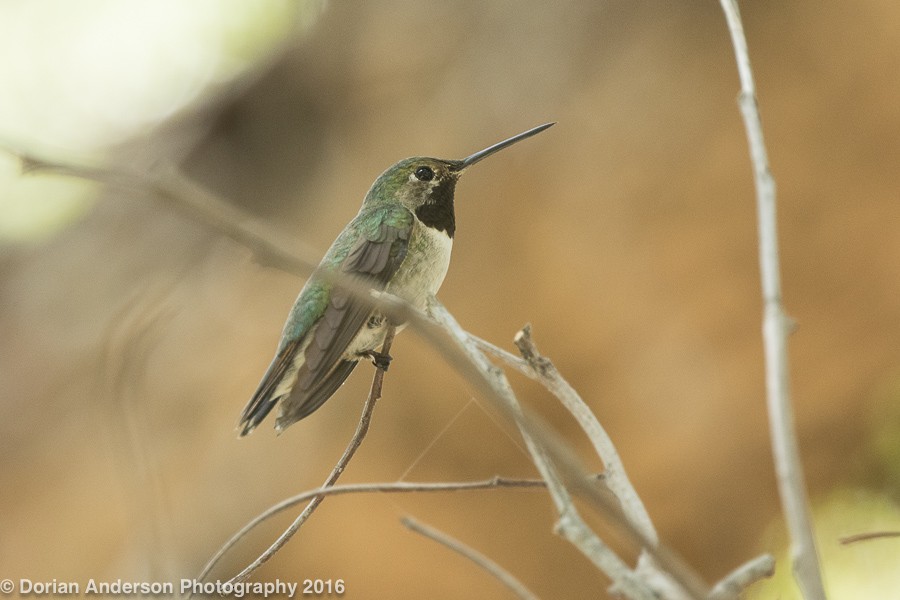 Broad-tailed Hummingbird - ML33510511