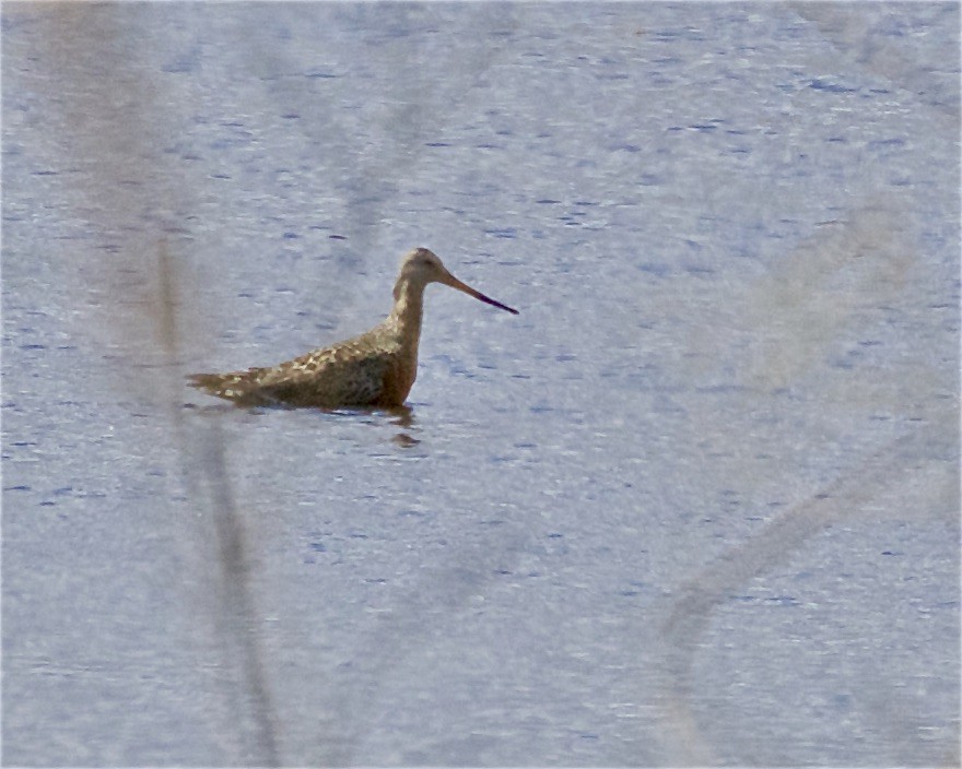 Hudsonian Godwit - ML335105521