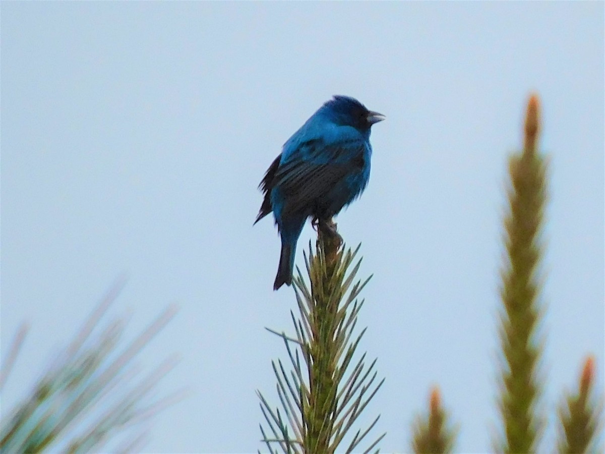 Indigo Bunting - ML335106321