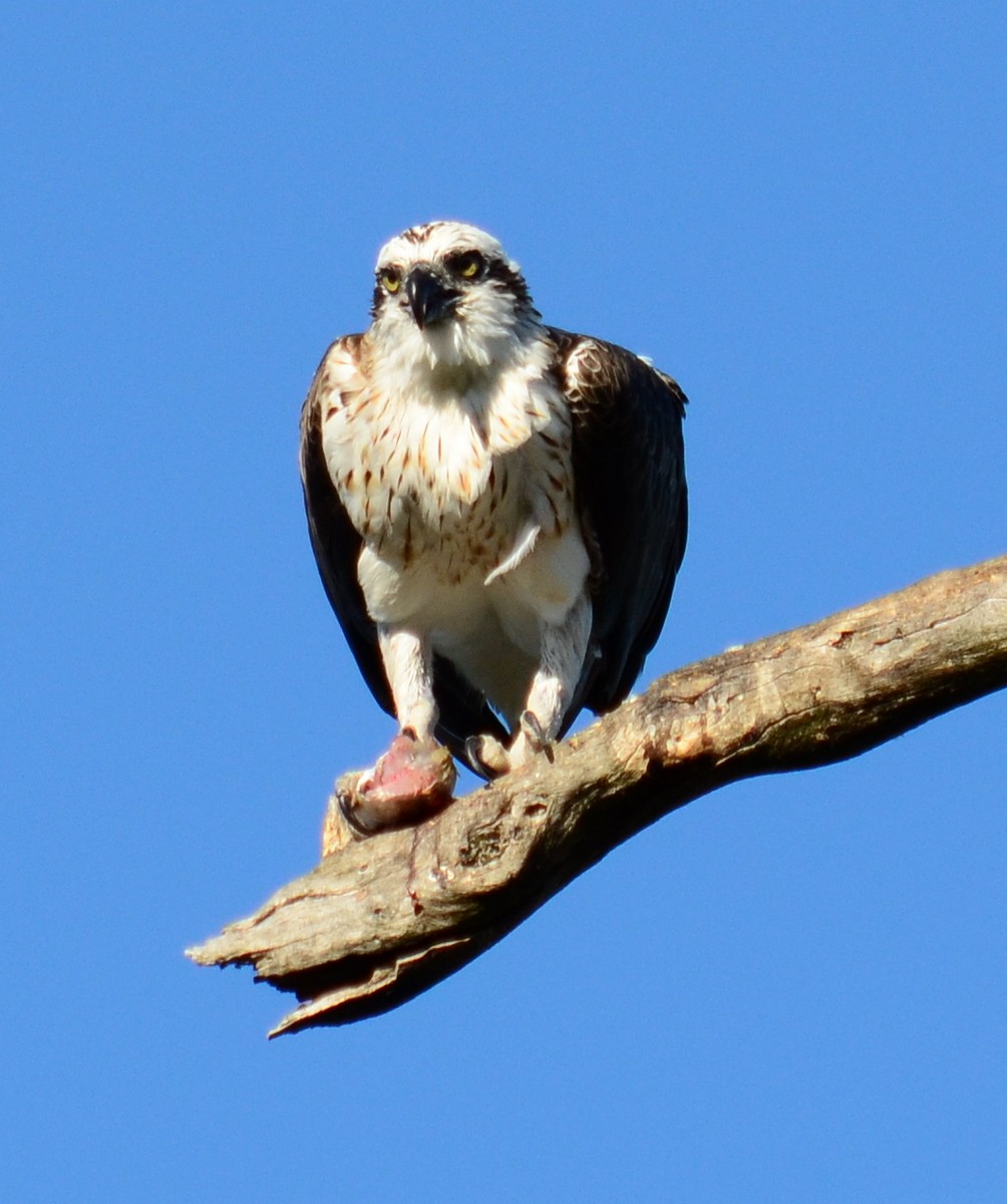 Osprey - ML335106381