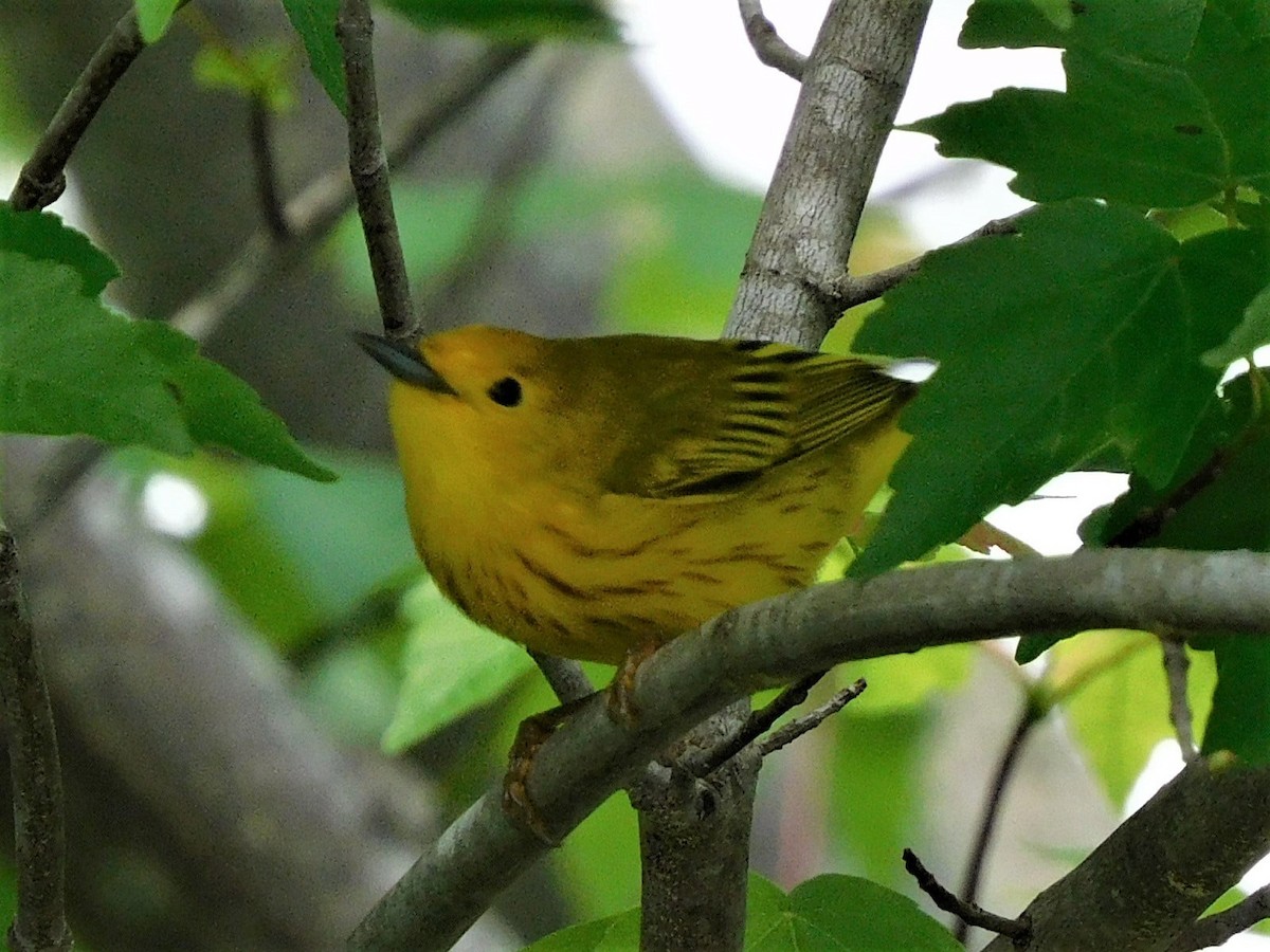 Northern Yellow Warbler - ML335106771
