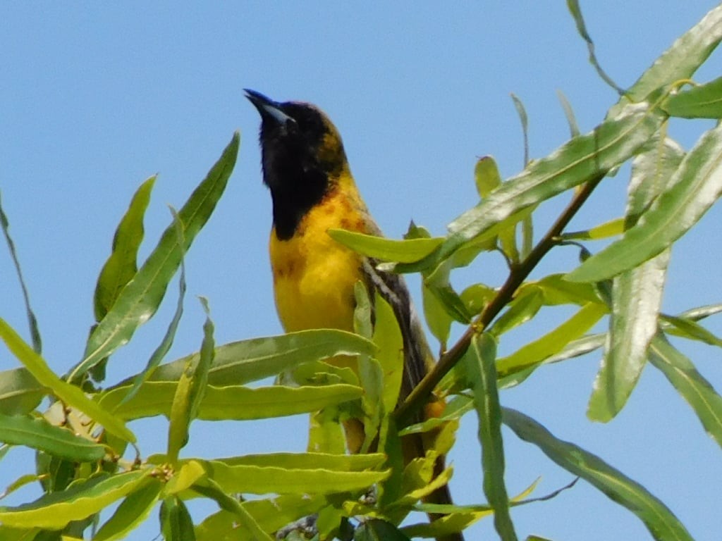 Orchard Oriole - ML335106881