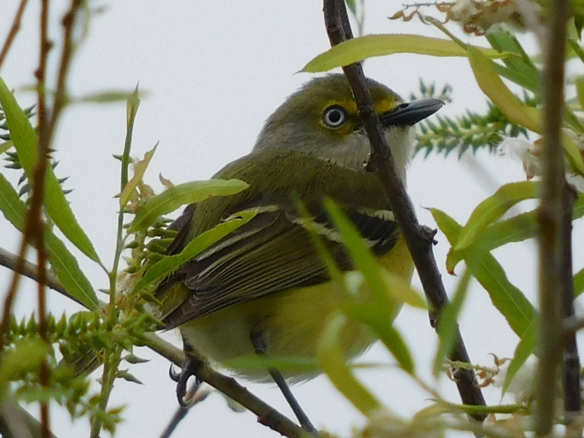 White-eyed Vireo - ML335107131