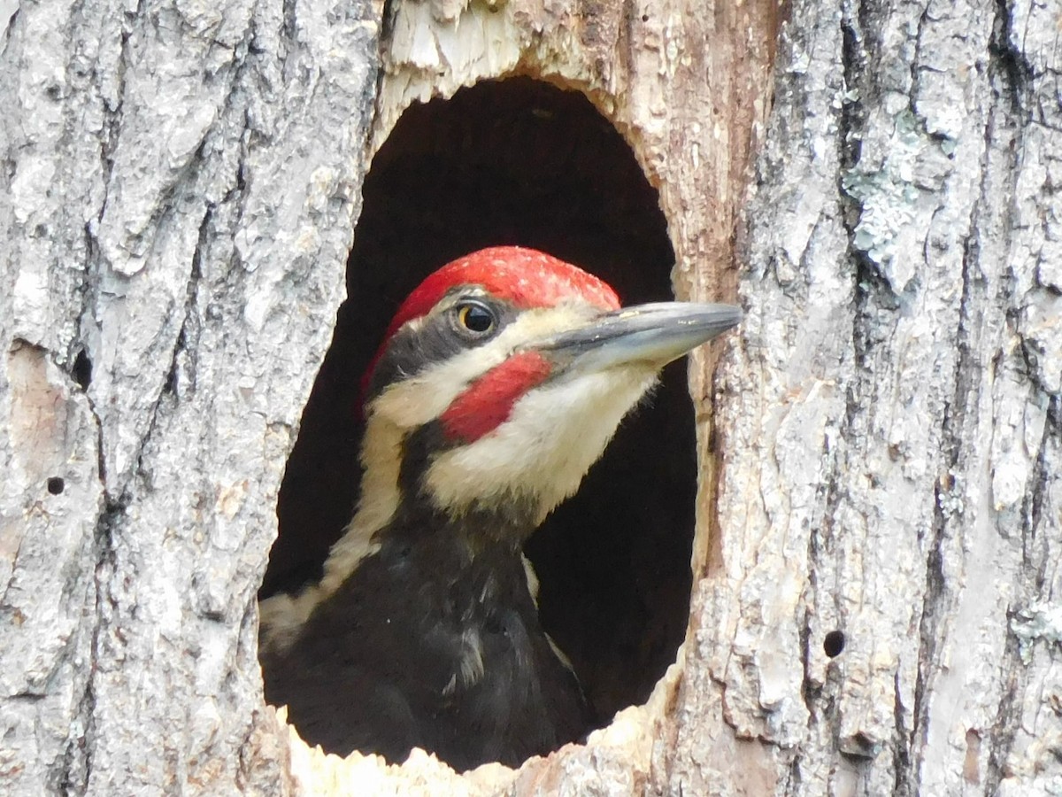 Pileated Woodpecker - ML335107311