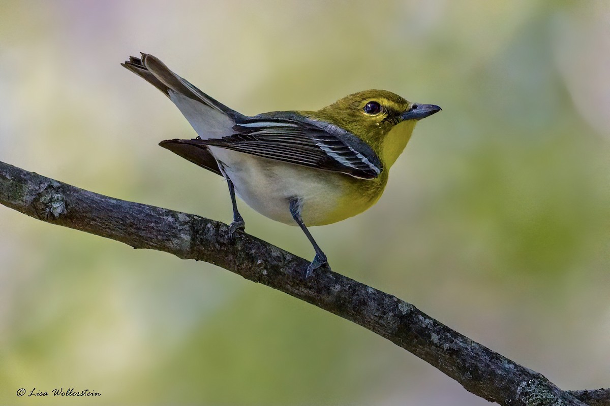 Yellow-throated Vireo - ML335107471