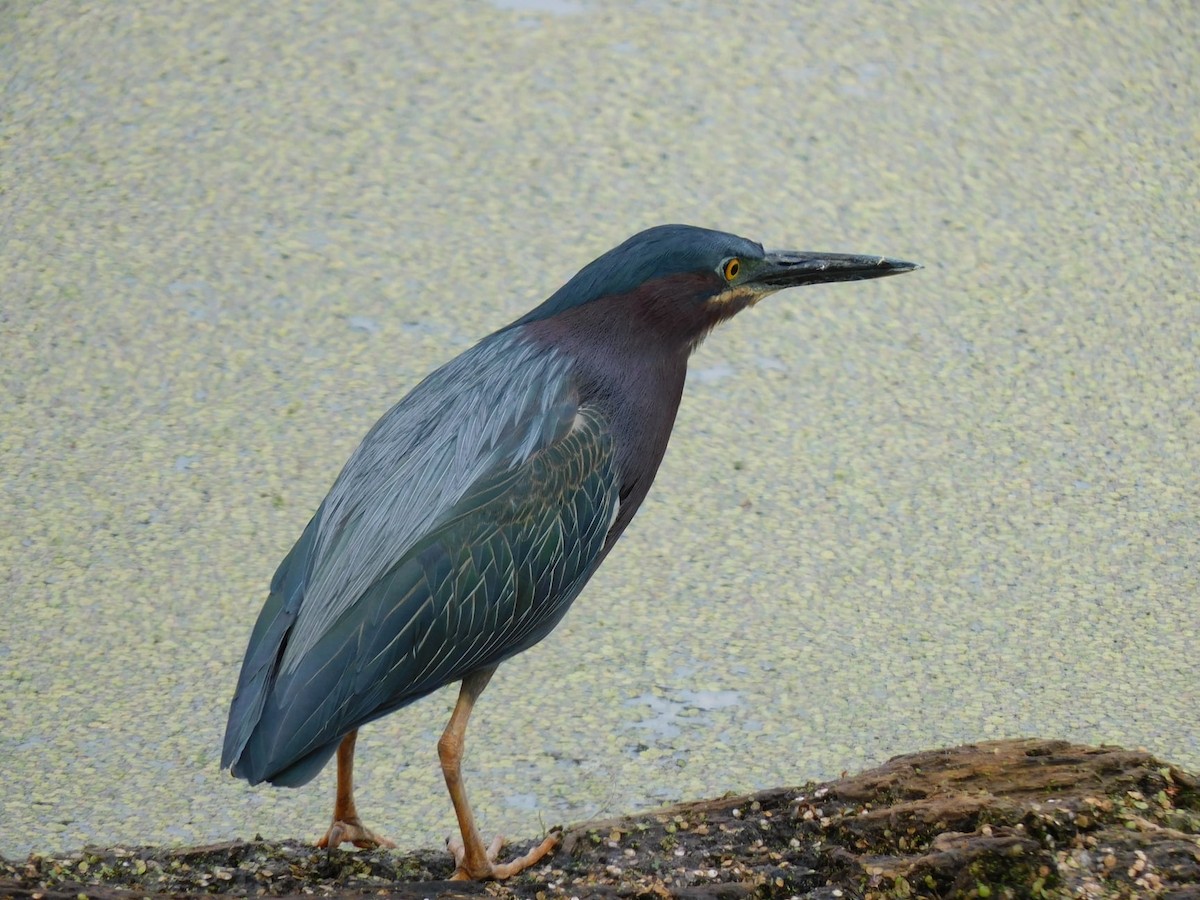 Green Heron - ML335107781