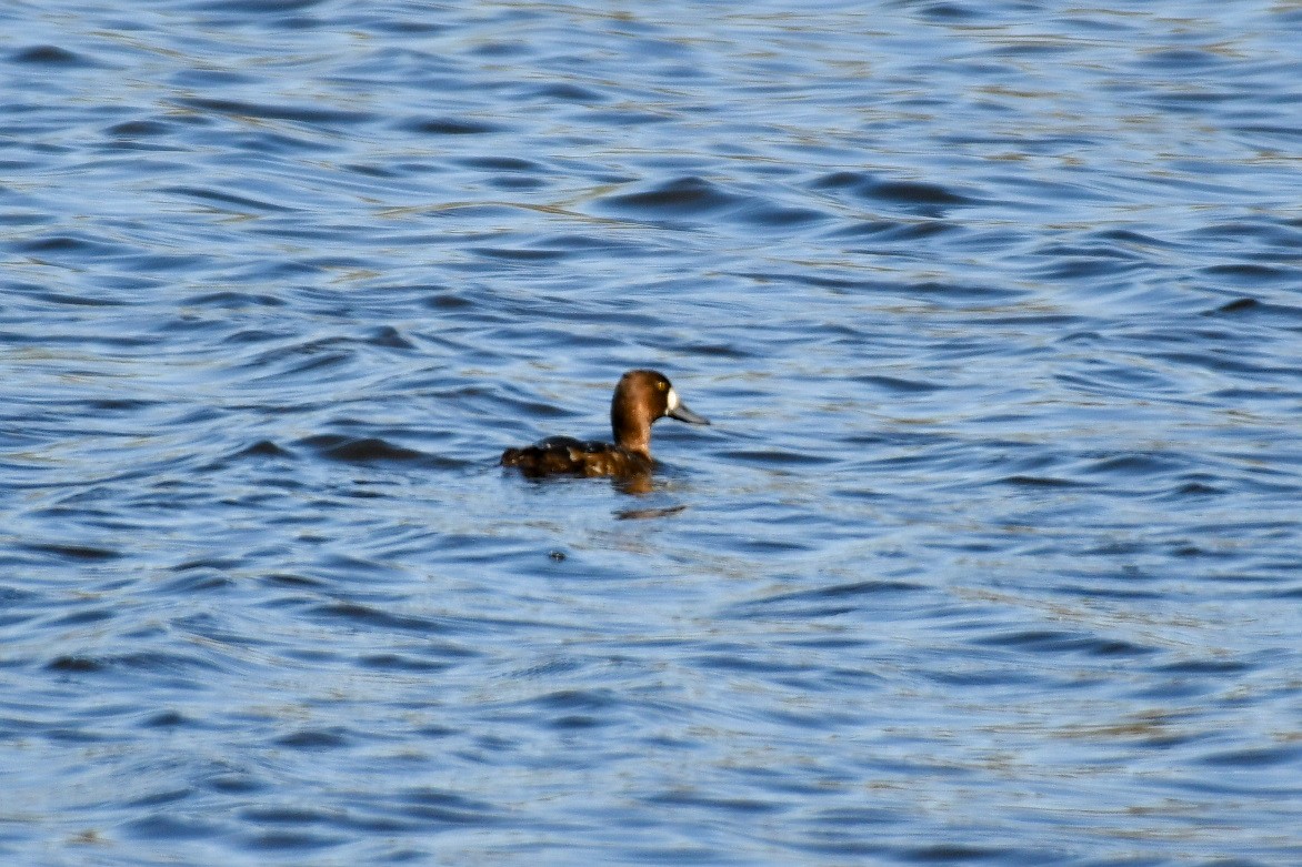 Lesser Scaup - ML335108321