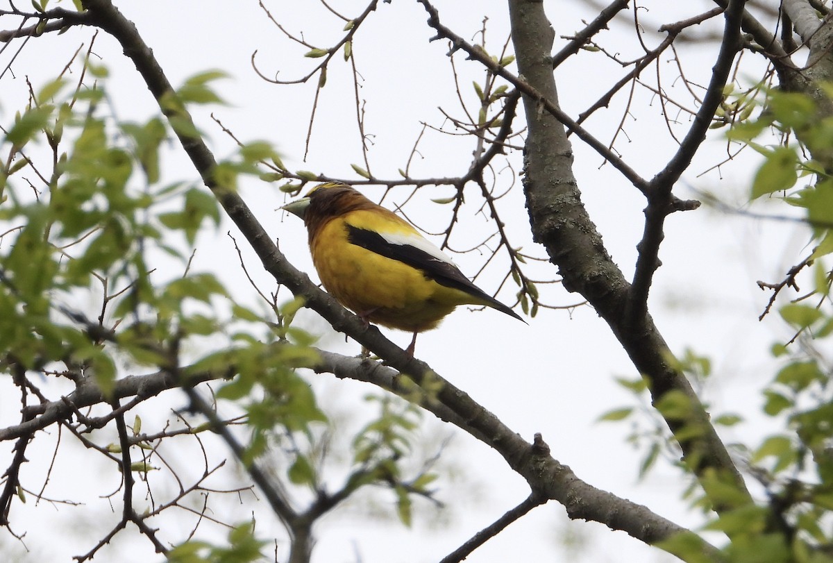 Evening Grosbeak - Carole Hughes