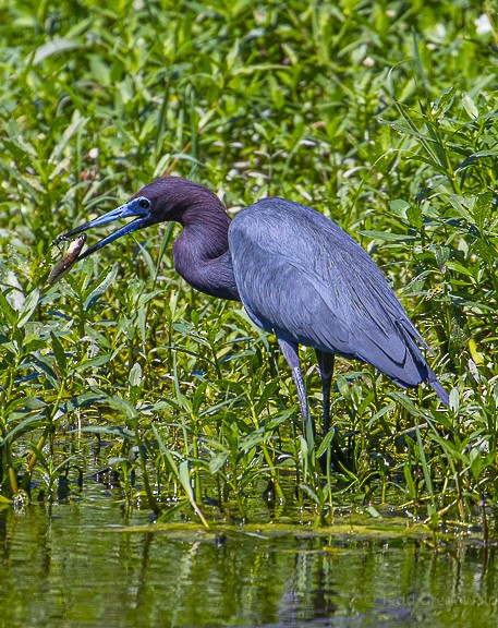 Little Blue Heron - ML335112851