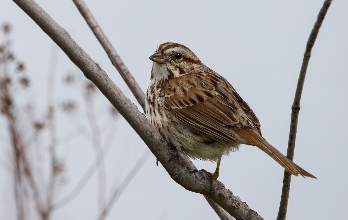 Song Sparrow - ML335113101