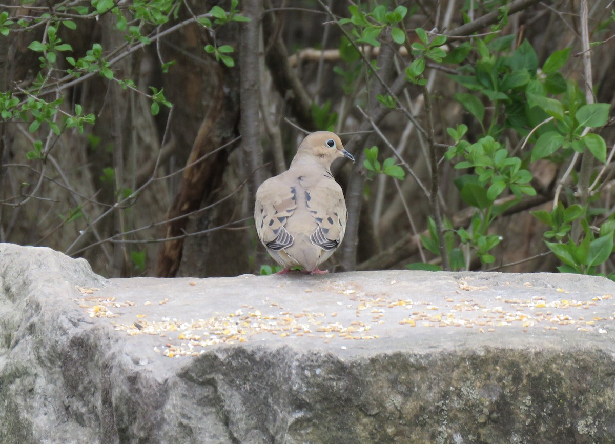 Mourning Dove - ML335113861