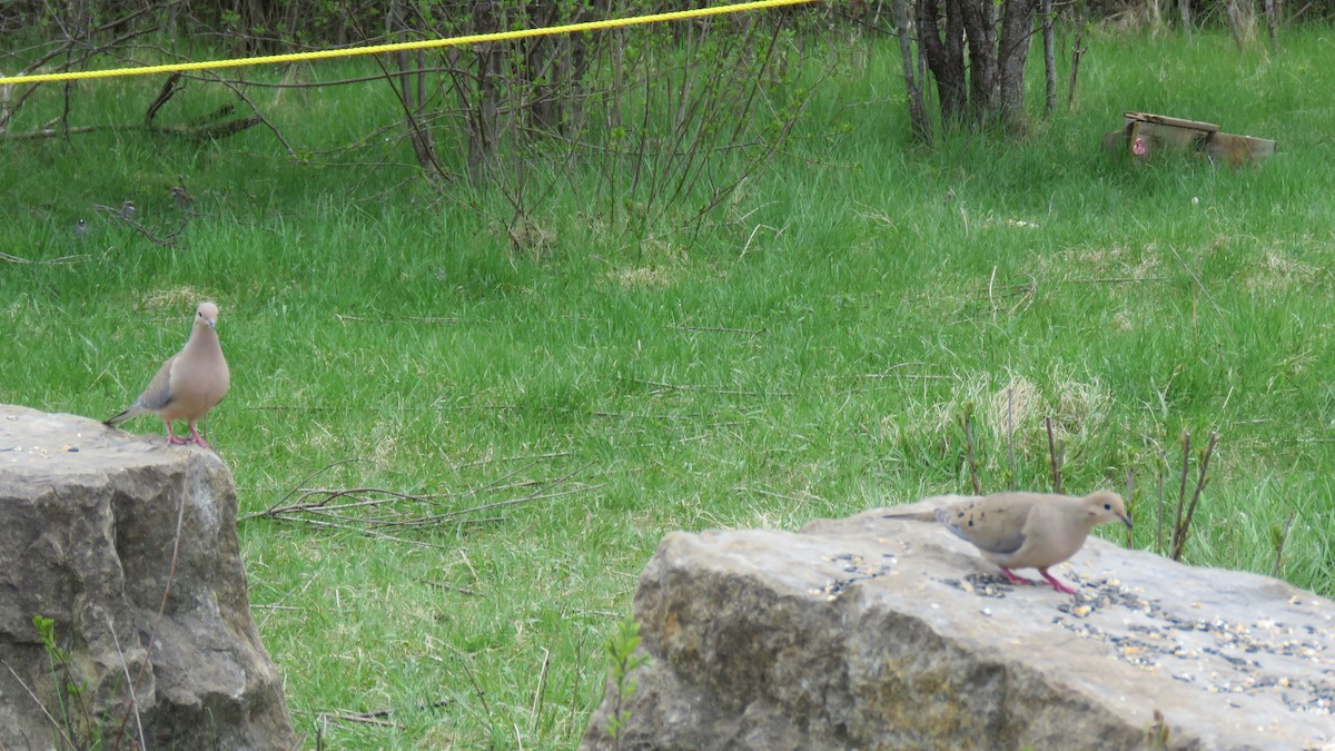 Mourning Dove - ML335113891