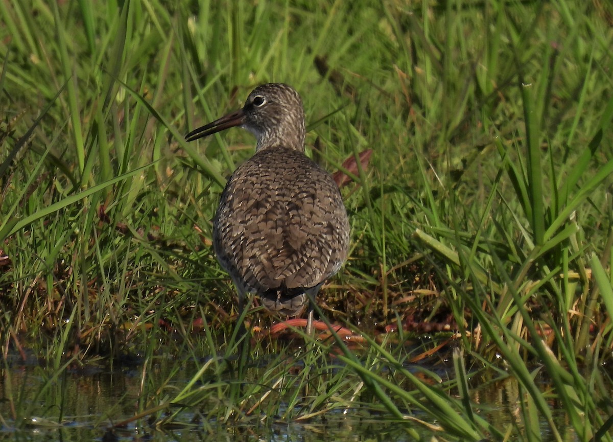 Willet - ML335114431